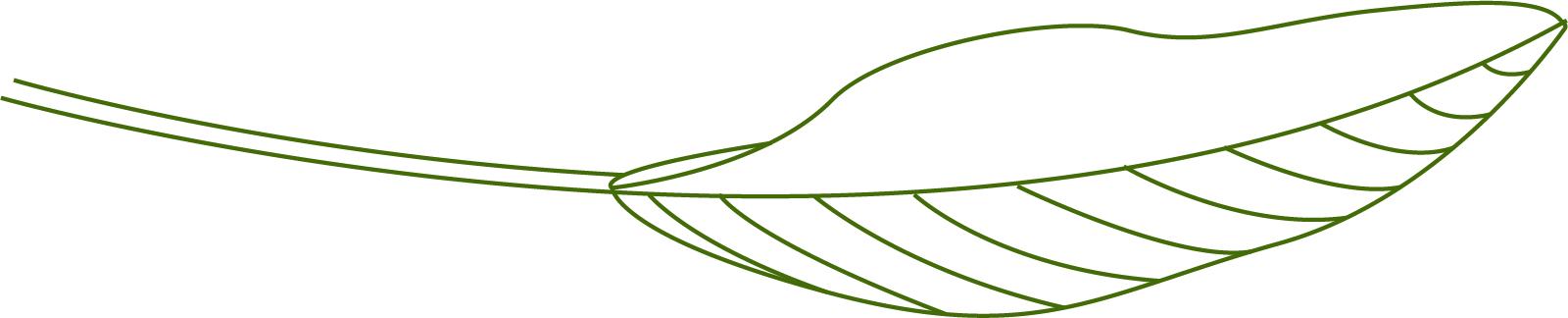 sage-leaf