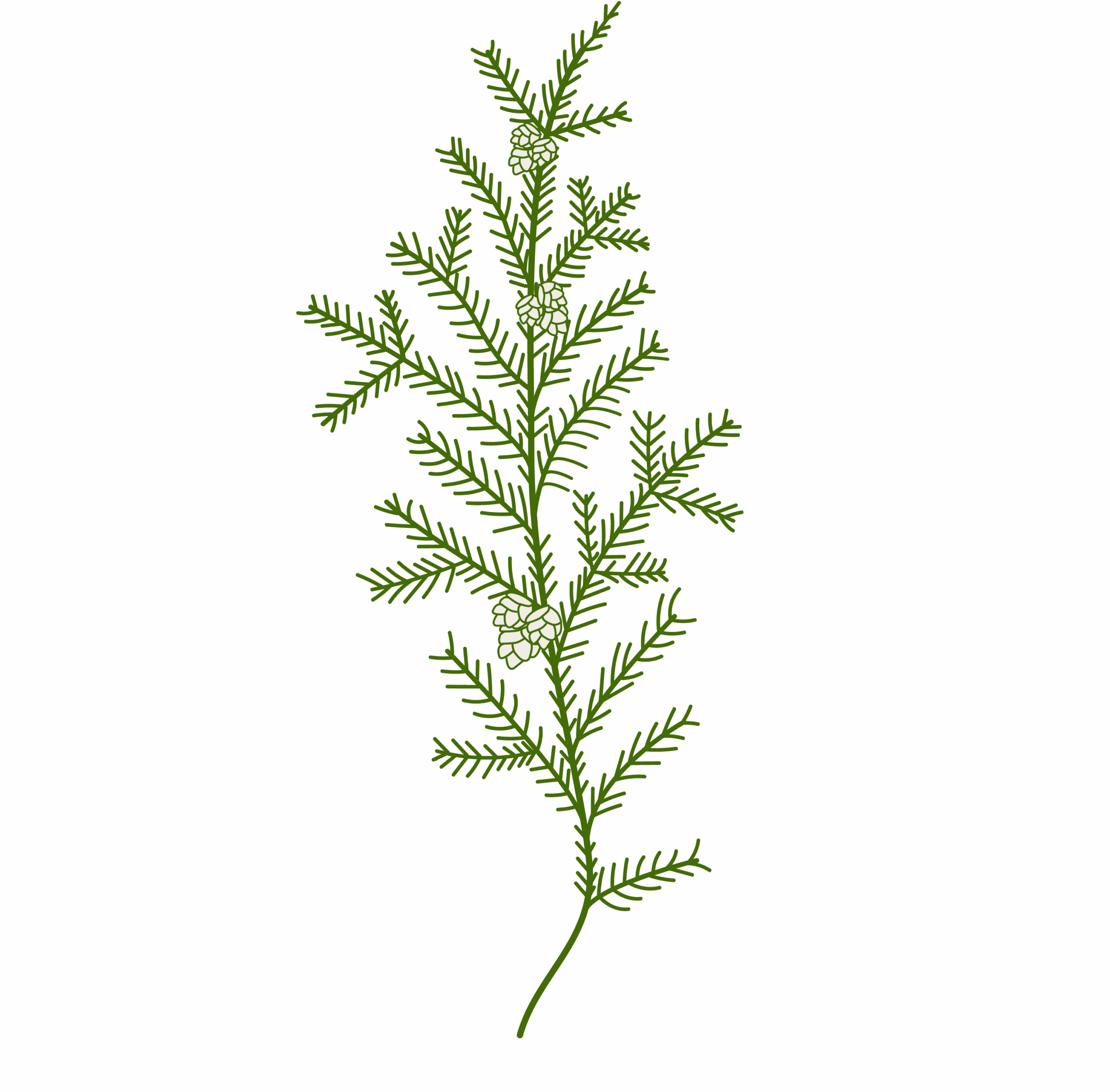 cedar